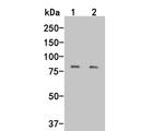 LRRN3 Antibody in Western Blot (WB)