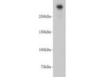 DNA-PK Antibody in Western Blot (WB)