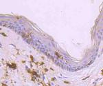 HLA-DR Antibody in Immunohistochemistry (Paraffin) (IHC (P))