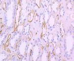 HLA-DR Antibody in Immunohistochemistry (Paraffin) (IHC (P))