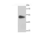 HLA-DR Antibody in Western Blot (WB)