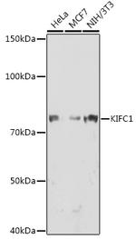 KIFC1 Antibody in Western Blot (WB)