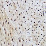 RANBP3 Antibody in Immunohistochemistry (Paraffin) (IHC (P))