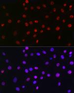 QKI Recombinant Rabbit Monoclonal Antibody (1D1N6)