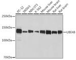 UBE4B Recombinant Rabbit Monoclonal Antibody (1D7K5)