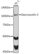 Desmocollin 3 Antibody in Western Blot (WB)