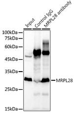 MRPL28 Antibody in Immunoprecipitation (IP)
