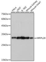 MRPL28 Recombinant Rabbit Monoclonal Antibody (3B9F2)