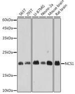 NCS1 Antibody in Western Blot (WB)