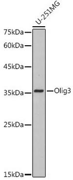 OLIG3 Recombinant Rabbit Monoclonal Antibody (9C1N3)