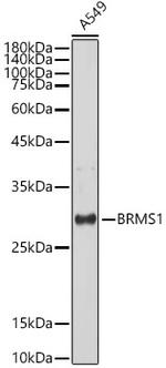 BRMS1 Antibody in Western Blot (WB)