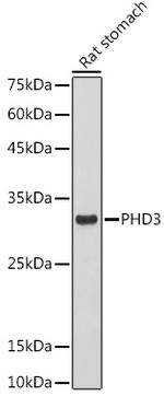PHD3 Antibody in Western Blot (WB)