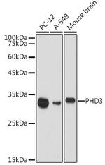 PHD3 Antibody in Western Blot (WB)