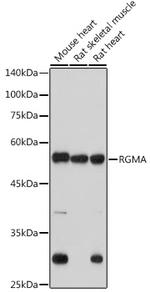RGMA Recombinant Rabbit Monoclonal Antibody (2S1B4)