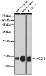 MGST1 Antibody in Western Blot (WB)