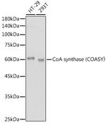 CoA Synthase Recombinant Rabbit Monoclonal Antibody (7K2O6)