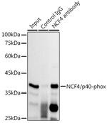 NCF4 Antibody in Immunoprecipitation (IP)