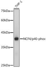 NCF4 Antibody in Western Blot (WB)