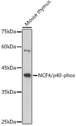 NCF4 Antibody in Western Blot (WB)