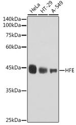 HFE Recombinant Rabbit Monoclonal Antibody (2O7D2)