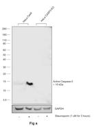 Active Caspase 3 Recombinant Rabbit Monoclonal Antibody (3J2A1)