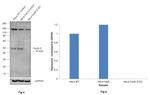 Cyclin E Antibody in Western Blot (WB)