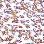 IDO Antibody in Immunohistochemistry (Paraffin) (IHC (P))