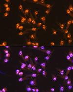 CDC25C Recombinant Rabbit Monoclonal Antibody (6R0I6)
