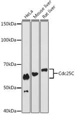 CDC25C Antibody in Western Blot (WB)