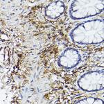 CD90 (Thy1) Antibody in Immunohistochemistry (Paraffin) (IHC (P))