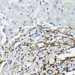 CD90 (Thy1) Antibody in Immunohistochemistry (Paraffin) (IHC (P))