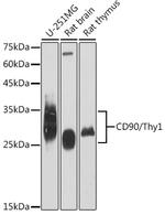 CD90 (Thy1) Antibody in Western Blot (WB)