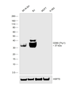 CD90 (Thy1) Antibody in Western Blot (WB)