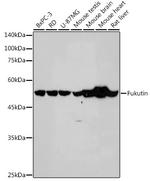 FKTN Antibody in Western Blot (WB)