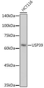 USP39 Antibody in Western Blot (WB)