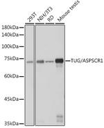 Tug Recombinant Rabbit Monoclonal Antibody (8I0U8)