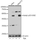 Acetyl-p53 (Lys382) Antibody in Western Blot (WB)