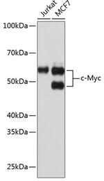 c-Myc Recombinant Rabbit Monoclonal Antibody (2O3U10)