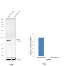 Cyclin D1 Antibody in Western Blot (WB)