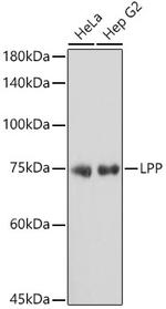 LPP Antibody in Western Blot (WB)
