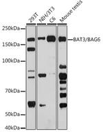BAG6 Recombinant Rabbit Monoclonal Antibody (8P4D9)