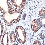 Arginase 2 Recombinant Rabbit Monoclonal Antibody (1Y5U3)