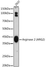 Arginase 2 Antibody in Western Blot (WB)