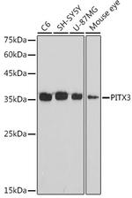 PITX3 Recombinant Rabbit Monoclonal Antibody (3P4U8)