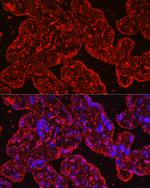 PROK1 Recombinant Rabbit Monoclonal Antibody (1B4G2)