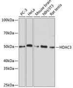 HDAC3 Recombinant Rabbit Monoclonal Antibody (1M1O7)