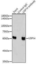 USP14 Antibody in Immunoprecipitation (IP)