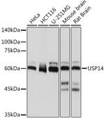 USP14 Recombinant Rabbit Monoclonal Antibody (3A3J1)