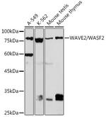 WAVE2 Antibody in Western Blot (WB)