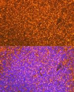 EBI3 Recombinant Rabbit Monoclonal Antibody (9J1H4)